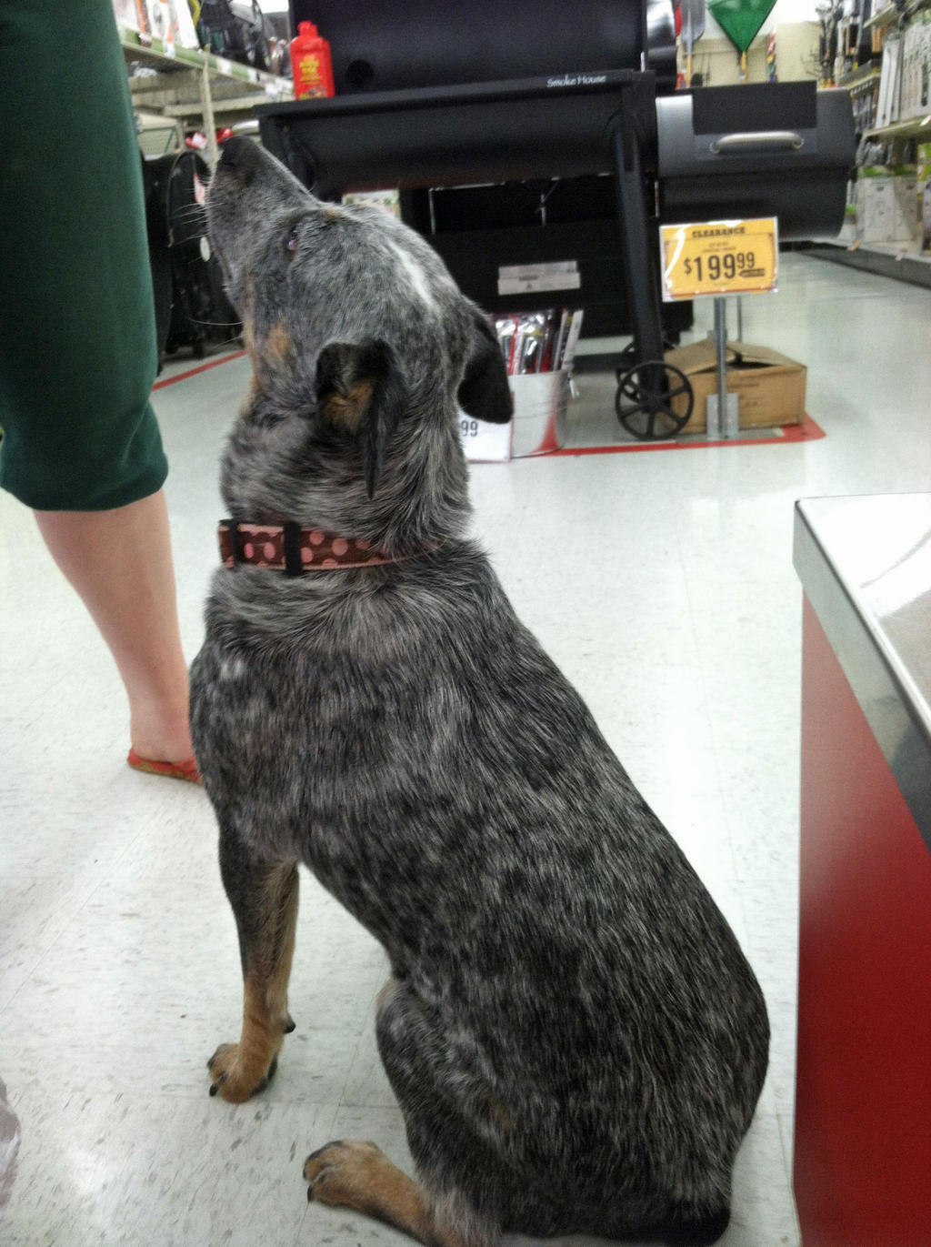 Blue Heeler