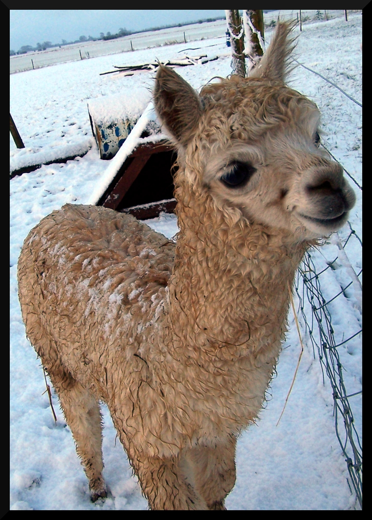 Young Alpaca