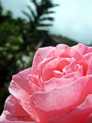 Pink Rose. by wendiicata