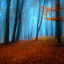 Foggy Misty Autumn Forest 1