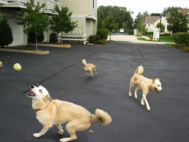 Sophie the Dog - Playing Catch