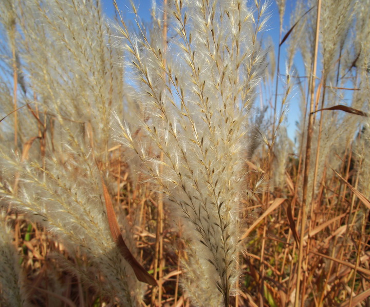 Chaff the wind blows away