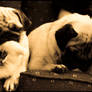 Pugs Four