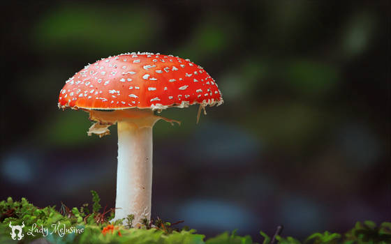 Digital Painting of a mushroom
