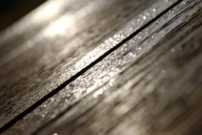 Dew on Wood