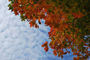 Autumn Sky