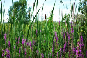 Loosestrife Soft Effect