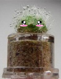 Kawaii Cactus