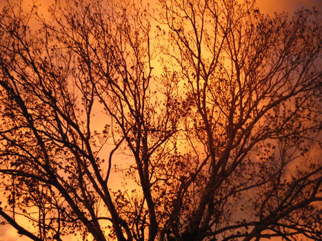 Barren Tree with a Fiery Sunset