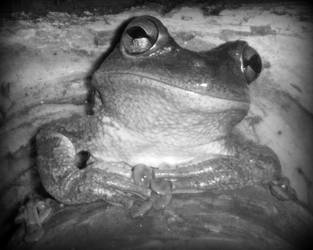 Mr Froggy Black and White