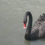 Black Swan