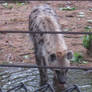 Spotted Hyena