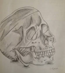 Skull Still Life