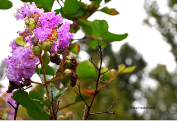 Purple Flower