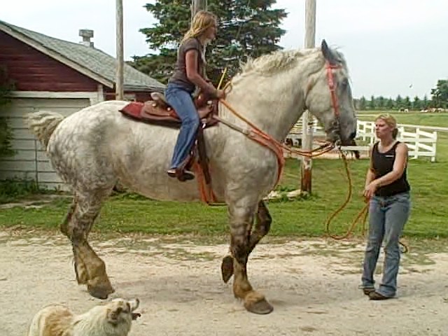 my 19hh percheron dancing