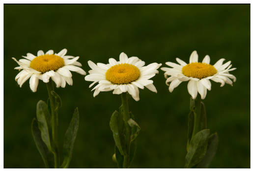 Dancing Dasies