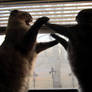 Cat-Fight