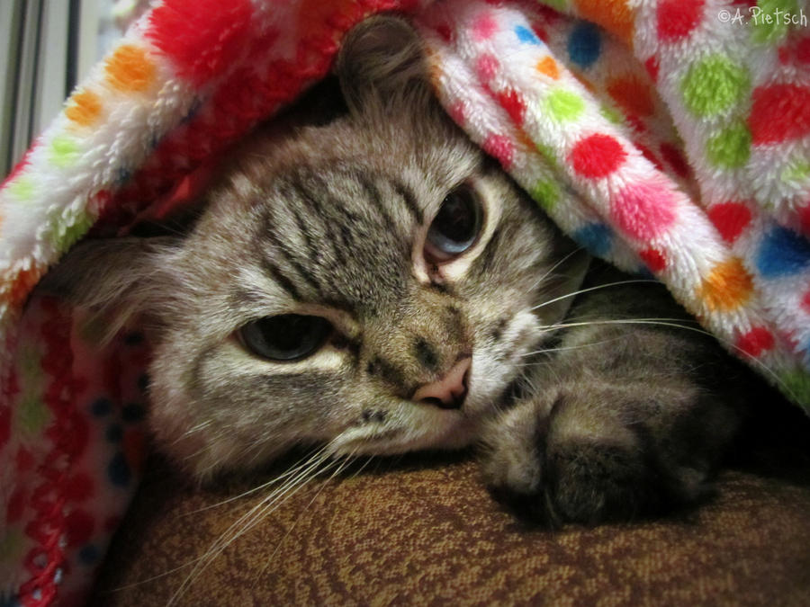 Daisy Under Her Blanket