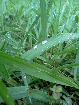 Wet Grass