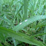 Wet Grass