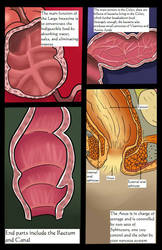 Digestive System Page 13