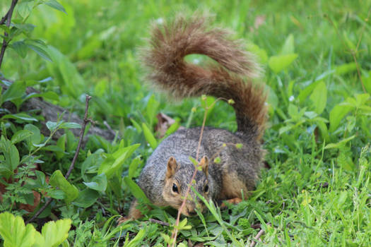 Stuff Rodent thisstufferguy User Profile | DeviantArt