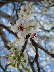 White Flowers