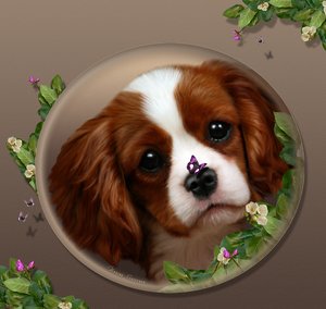 Cavalierpuppy..-SweeetSecret