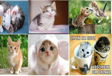 Cutiest kitty pics