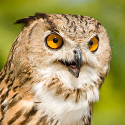 Eagle Owl 4