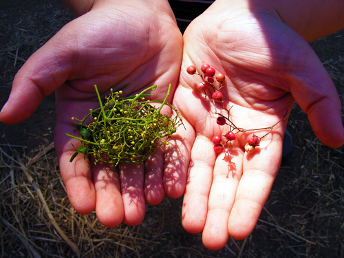 Red Berry Weed