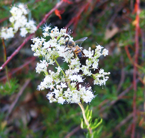 Bee on Small Flowers