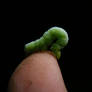 Inchworm Stock 1