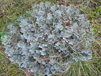 Lichen