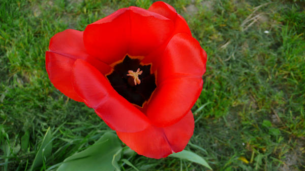 Red tulip