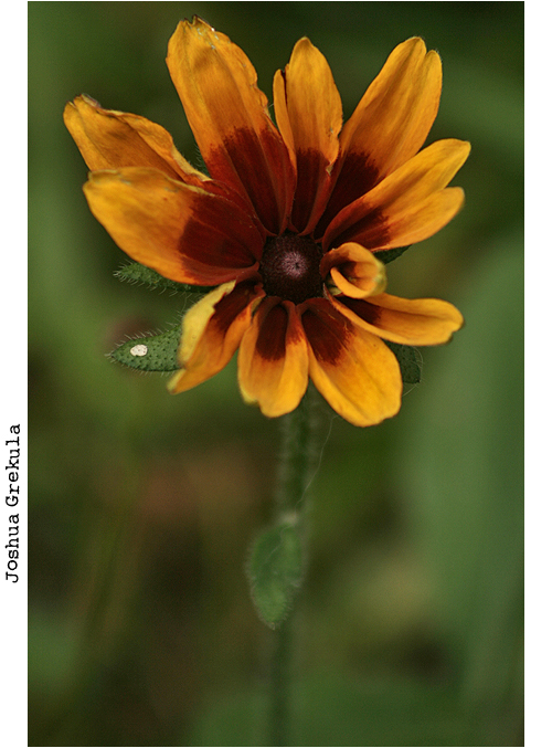 power rangers and battle toads by joshxxx on DeviantArt