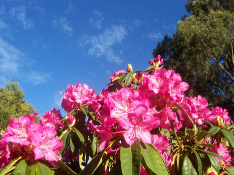 Pink Rhododendrons