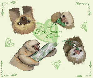 Two-toed Sloth Study