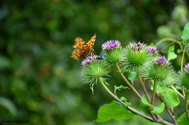 Butterfly and Fly