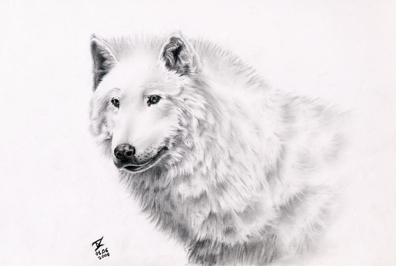 Loup Blanc By Jamesbaxter On Deviantart Loup Blanc By Jamesbaxter On Deviantart