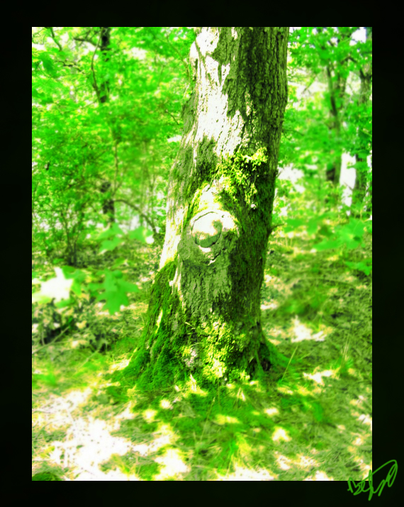 Mossy Tree After