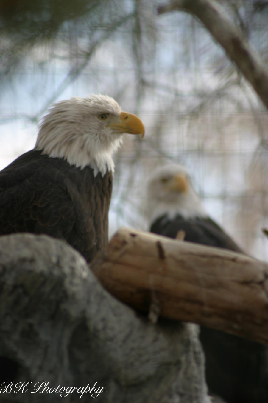 Bald Eagles