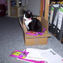 My cat in the Box