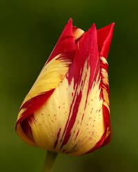 Tulip