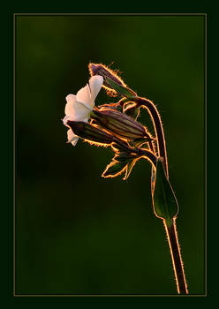 Catchfly