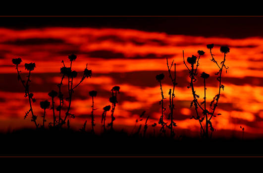 Sunset spectators