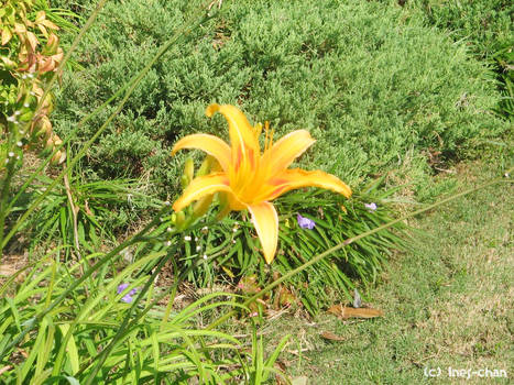 Flower in the sun