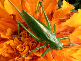 Grasshopper