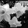 Black and White Flowers