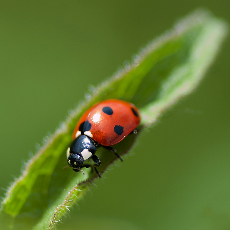 Ladybug 5